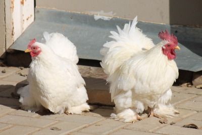 2X POULTRY MALE & FEMALE RED RIBBON STUD - T/A LIVESTOCK 88 84 (PTY) LTD