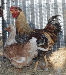 1+1X POULTRY MALE & FEMALE OLIVIA GOMES