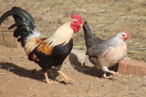 2X POULTRY MALE & FEMALE RED RIBBON STUD - T/A LIVESTOCK 88 84 (PTY) LTD