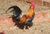 2X POULTRY MALE & FEMALE RED RIBBON STUD - T/A LIVESTOCK 88 84 (PTY) LTD