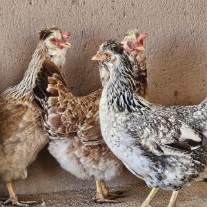 3X POULTRY FEMALE MATHUBA GENETICS