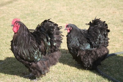 2X POULTRY MALE & FEMALE RED RIBBON STUD - T/A LIVESTOCK 88 84 (PTY) LTD