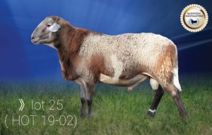 LOT 25 X 1 RAM BADEVEEN TRUST KUDDE