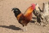 3X POULTRY MALE & FEMALE RED RIBBON STUD - T/A LIVESTOCK 88 84 (PTY) LTD