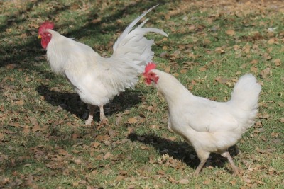 2X POULTRY MALE & FEMALE RED RIBBON STUD - T/A LIVESTOCK 88 84 (PTY) LTD