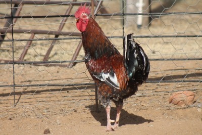 2X POULTRY MALE & FEMALE RED RIBBON STUD - T/A LIVESTOCK 88 84 (PTY) LTD