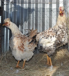 1+1X POULTRY MALE & FEMALE OLIVIA GOMES