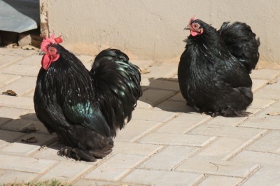 2X POULTRY MALE & FEMALE RED RIBBON STUD - T/A LIVESTOCK 88 84 (PTY) LTD