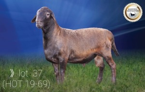 LOT 37 X 1 RAM BADEVEEN TRUST KUDDE