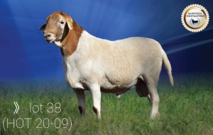 LOT 38 X 1 RAM BADEVEEN TRUST KUDDE