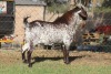 1X CAPE SKILDER BUCK RED RIBBON STUD - T/A LIVESTOCK 88 84 (PTY) LTD - 2