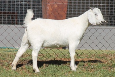 1X SAVANNA DOE RED RIBBON STUD - T/A LIVESTOCK 88 84 (PTY) LTD