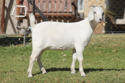 1X SAVANNA DOE RED RIBBON STUD - T/A LIVESTOCK 88 84 (PTY) LTD