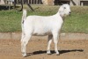 1X SAVANNA DOE RED RIBBON STUD - T/A LIVESTOCK 88 84 (PTY) LTD - 2