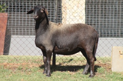 1X MEATMASTER PREGNANT EWE RED RIBBON STUD - T/A LIVESTOCK 88 84 (PTY) LTD