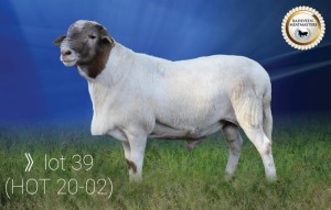 LOT 39 X 1 RAM BADEVEEN TRUST KUDDE