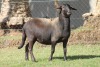 1X MEATMASTER PREGNANT EWE RED RIBBON STUD - T/A LIVESTOCK 88 84 (PTY) LTD - 2