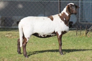 1X MEATMASTER EWE RED RIBBON STUD - T/A LIVESTOCK 88 84 (PTY) LTD