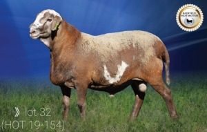 LOT 32 X 1 RAM BADEVEEN TRUST KUDDE