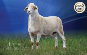 LOT 41 X 1 RAM BADEVEEN TRUST KUDDE