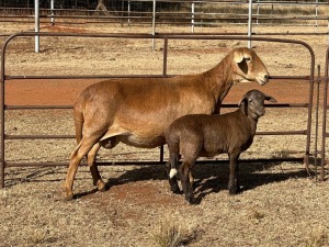 1+1X MEATMASTER EWE CORNE DU PLESSIS BOERDERY