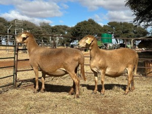 2X MEATMASTER EWE CORNE DU PLESSIS BOERDERY