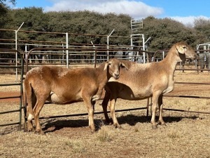 2X MEATMASTER EWE CORNE DU PLESSIS BOERDERY