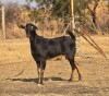 1X MBUZI DOE CH BOERDERY