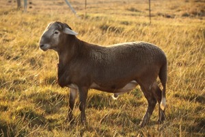 1X MEATMASTER RAM KLUYTS LIVESTOCK FARMING