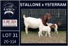 1+2X BOER GOAT FLOCK ON COLOUR DOE KARSTEN BOERDERY PTY LTD