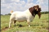 10X BOER GOAT SEMEN (PAY PER STRAW TO TAKE THE LOT) MILAMIEK BOERGOATSTUD