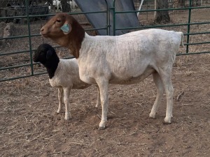 1+1X PERSIE EWE CORNE DU PLESSIS BOERDERY