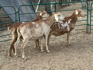 3X PERSIE EWE CORNE DU PLESSIS BOERDERY