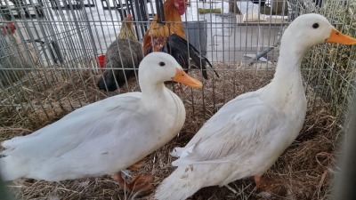 2X POULTRY MALE & FEMALE RED RIBBON STUD - T/A LIVESTOCK 88 84 (PTY) LTD