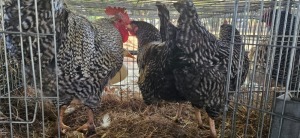 1+2X POULTRY MALE & FEMALE CH BOERDERY