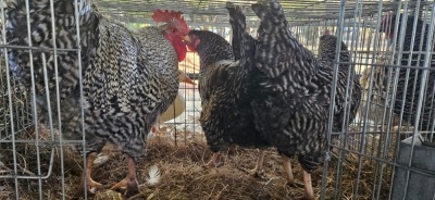 1+2X POULTRY MALE & FEMALE CH BOERDERY