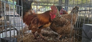 1+1X POULTRY MALE & FEMALE CH BOERDERY