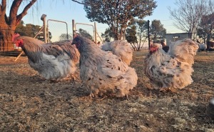 1+2X POULTRY MALE & FEMALE CH BOERDERY