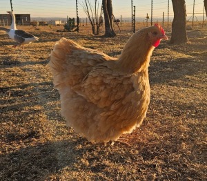 1X POULTRY FEMALE CH BOERDERY