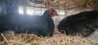 2X POULTRY FEMALE CH BOERDERY