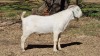 1X SAVANNA BUCK RED RIBBON STUD - T/A LIVESTOCK 88 84 (PTY) LTD - 2