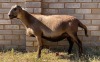 1X MEATMASTER PREGNANT EWE JACO V/D MERWE BOERDERY - 2