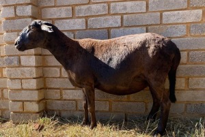 1X MEATMASTER PREGNANT EWE JACO V/D MERWE BOERDERY