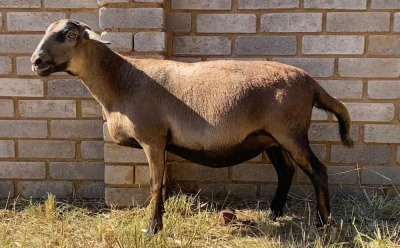 1X MEATMASTER PREGNANT EWE JACO V/D MERWE BOERDERY