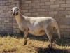 1 X MEATMASTER PREGNANT EWE JACO V/D MERWE BOERDERY