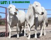 2X Grey Brahman Cow LORALEX BRAHMANS