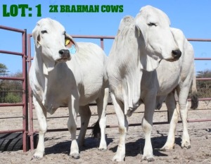 2X Grey Brahman Cow LORALEX BRAHMANS