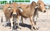 2X Red Brahman Cow LORALEX BRAHMANS