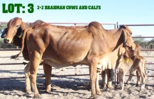 2X Red Brahman Cow & Calf LORALEX BRAHMANS