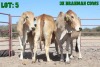 3X Red Brahman Cow LORALEX BRAHMANS